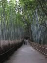 竹の小道
