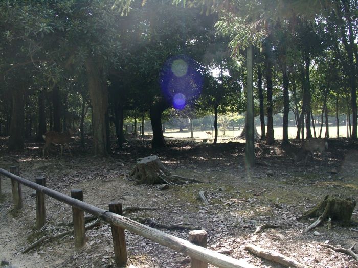 �k�E�R�̕ӂ̓�