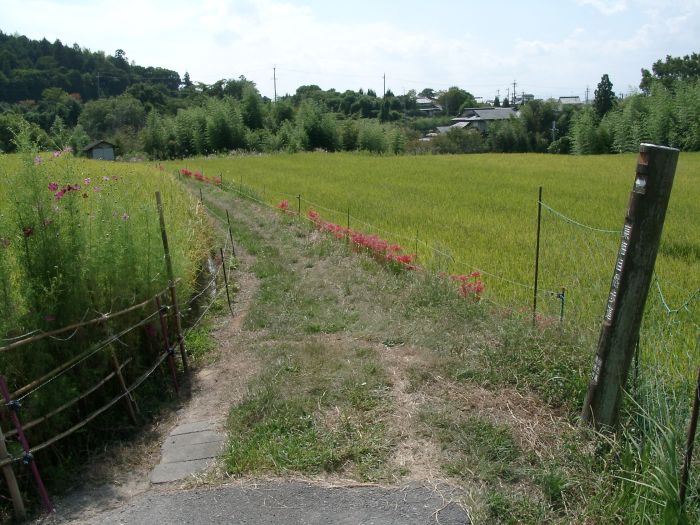 �k�E�R�̕ӂ̓�