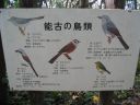 能古の鳥類