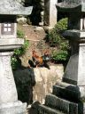 石上神宮のニワトリ