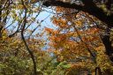 紅葉の鶴見岳