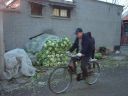 白菜と自転車