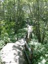 釧路湿原の木道